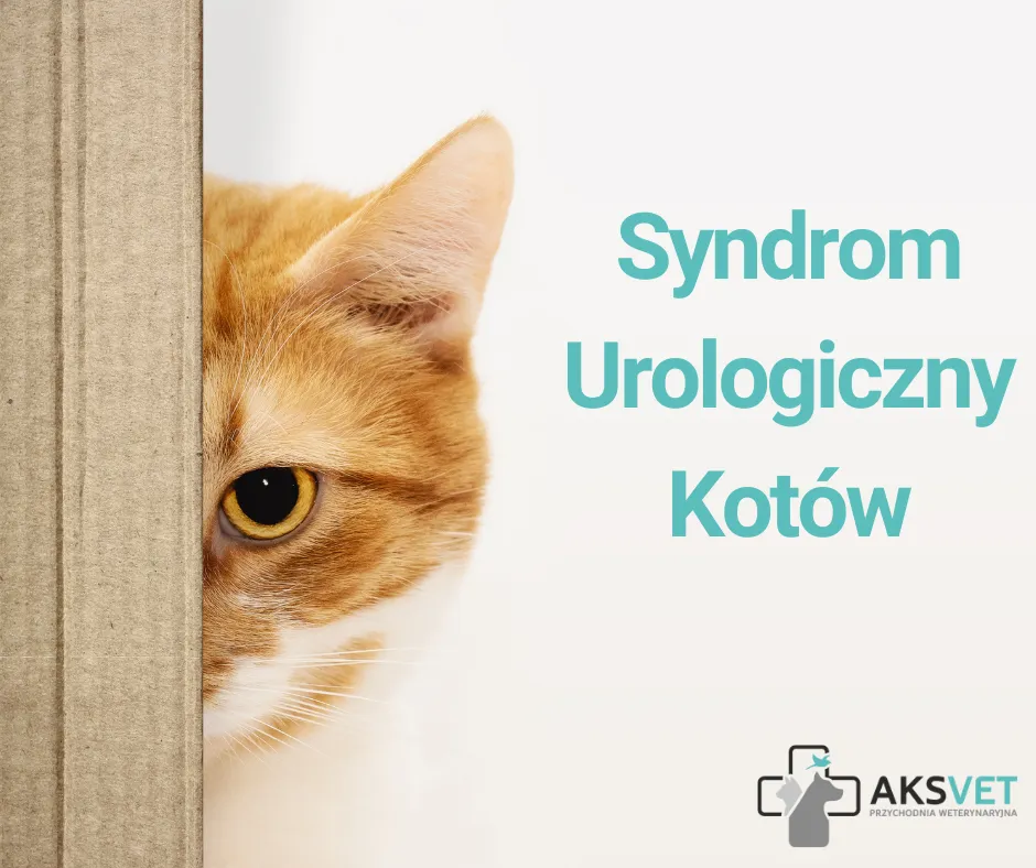 SUK – Syndrom Urologiczny Kotów