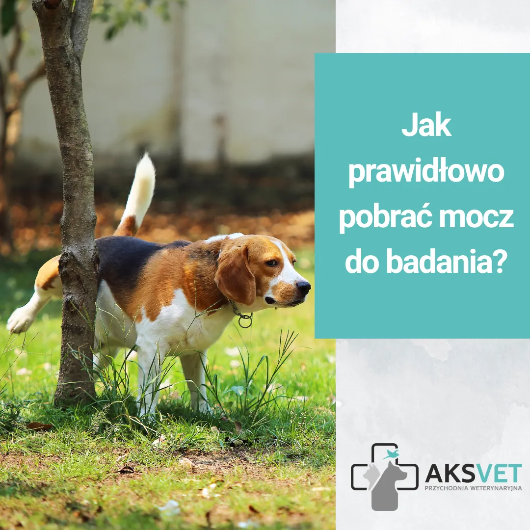 Jak prawidłowo pobrać mocz do badania?