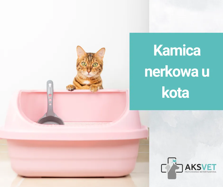 Kamica nerkowa u kota