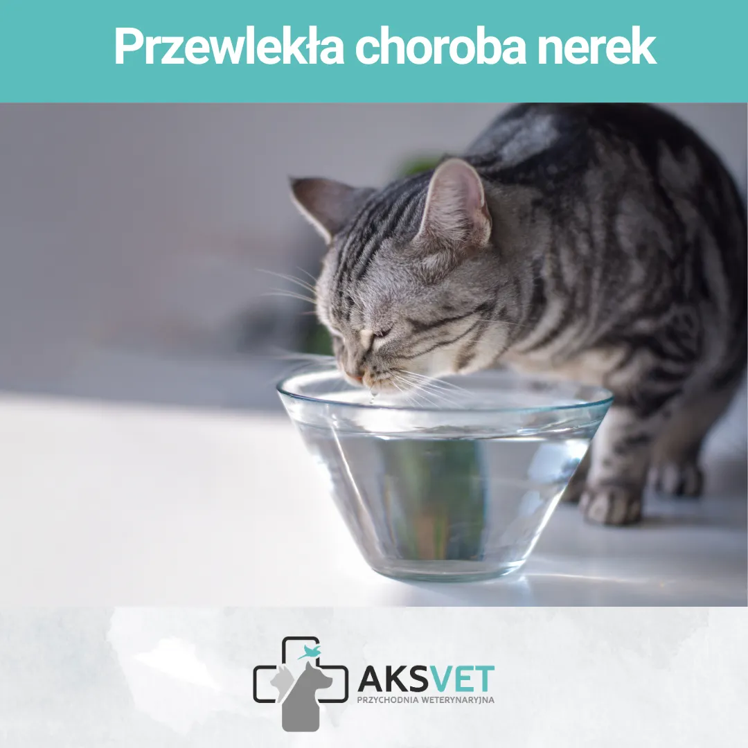 Przewlekła choroba nerek