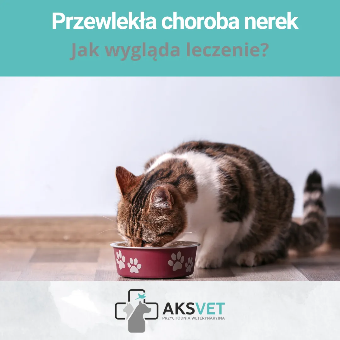 Przewlekła choroba nerek – leczenie